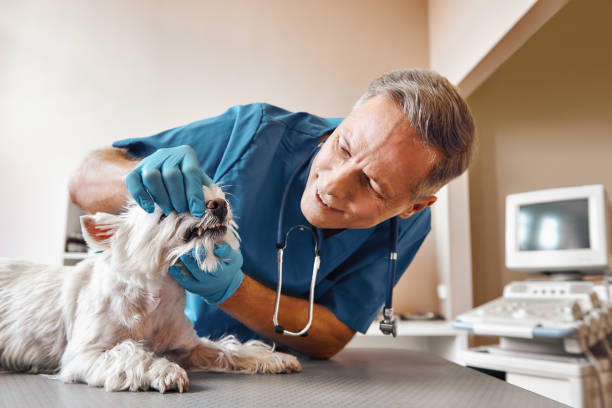 Best 24-Hour Emergency Dentist in Georgetown, IL